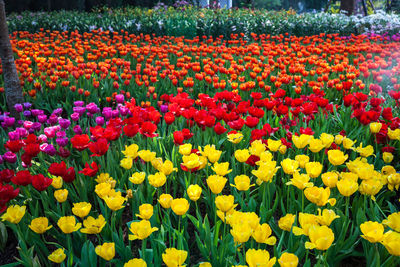 Red tulips in garden