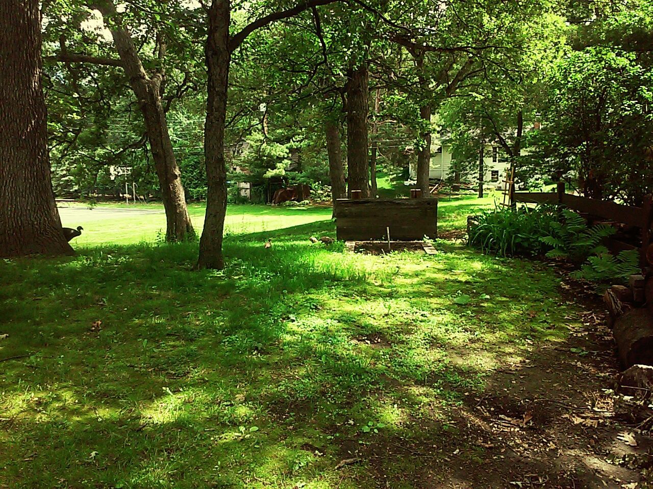 tree, growth, green color, tree trunk, tranquility, grass, nature, park - man made space, sunlight, tranquil scene, beauty in nature, built structure, plant, bench, shadow, day, no people, branch, lush foliage, footpath