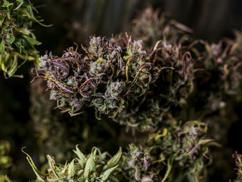 Close-up of wilted plant against blurred background