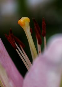 Close-up of yellow flowering plant