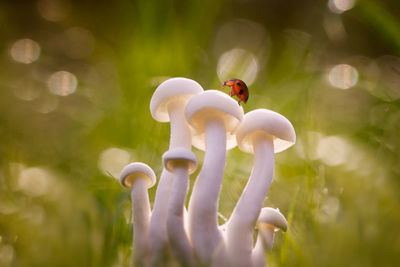 Close-up of stuffed toy against plants