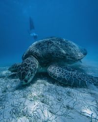 Turtle swimming in sea