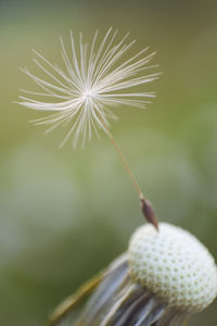 Close-up of dandelion seed