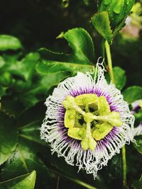 Close-up of passion flower blooming outdoors