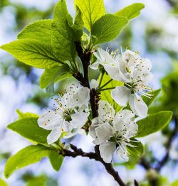 Close-up of white flowers