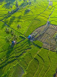 agriculture