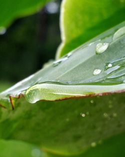 Close-up of leaves