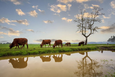 Horses grazing in a lake