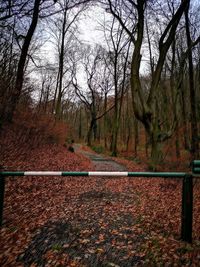 Trees growing in forest during autumn