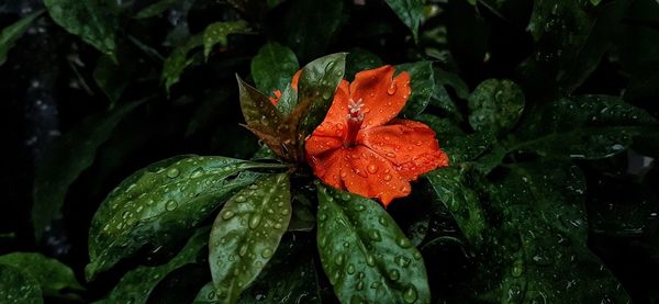 Close-up of wet orange leaf on plant during rainy season