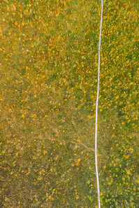 High angle view of yellow plants on field