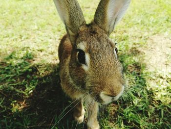 Close-up portrait of a rabbit on field