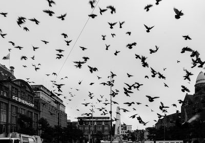 Low angle view of birds flying in sky