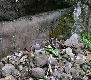 High angle view of plants by water
