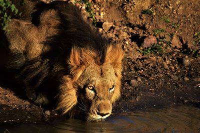 Lion in the wilderness africa