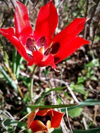 Close-up of red poppy flowers