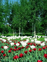 Various flowers blooming in park