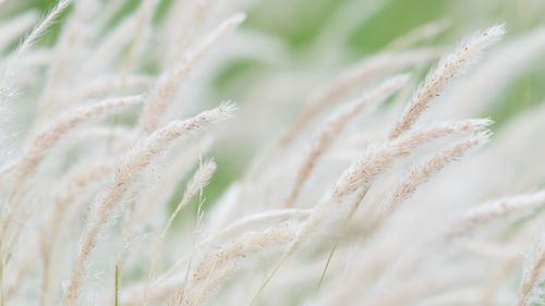 Close-up of wheat growing on farm