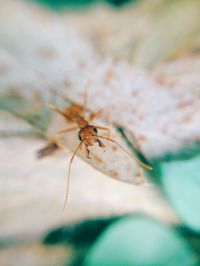 Close-up of insect