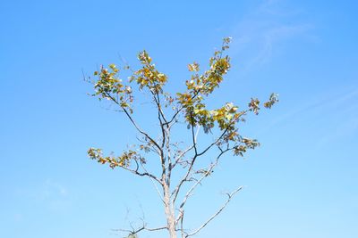 Low angle view of flowering plant against clear blue sky