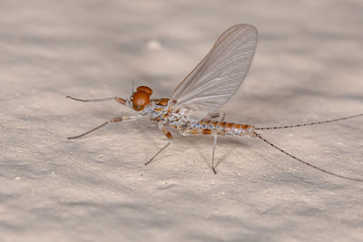 Close-up of insect