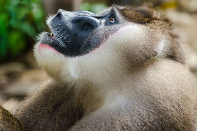 Close-up of male drill monkey