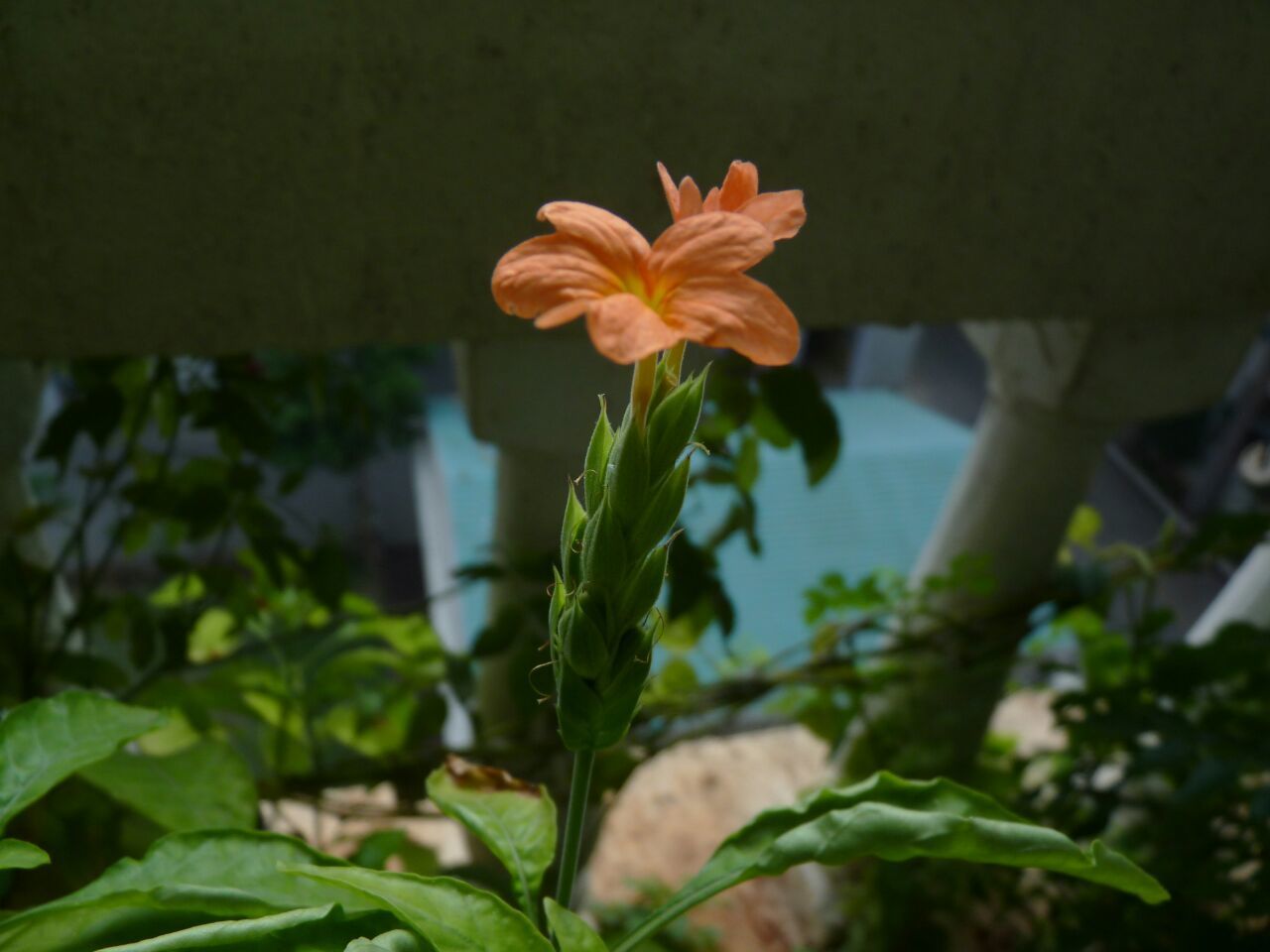 flower, petal, freshness, fragility, growth, flower head, plant, leaf, beauty in nature, stem, blooming, nature, close-up, in bloom, focus on foreground, bud, blossom, botany, single flower, springtime