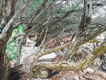 Close-up of tree trunk in forest
