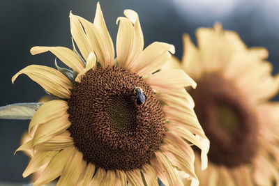 Close-up of a sunflower and a carpenter bee