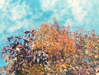 Low angle view of flowering tree against sky