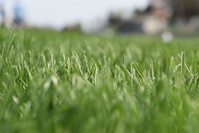 Close-up of grass in field