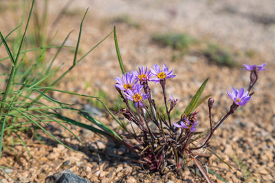 Flower of tripolium pannonicum, called sea aster