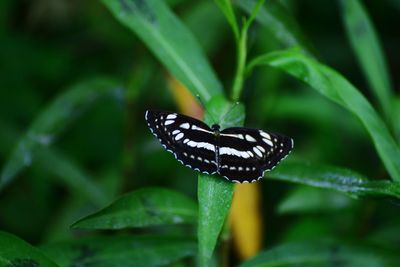 Close-up of butterfly perching on plant