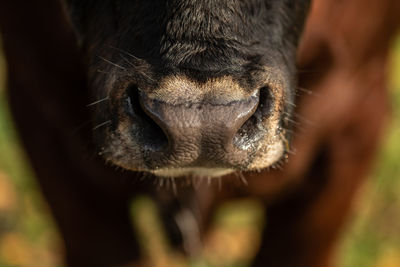 Close-up of a bulls nose