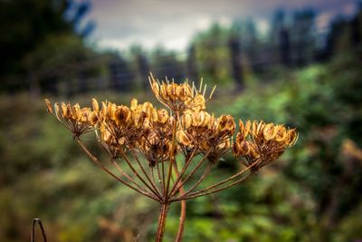Close-up of wilted plant on field