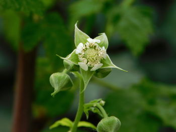 Close-up of white flowering plant