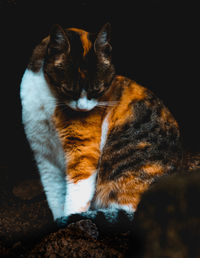 Portrait of cat sitting outdoors