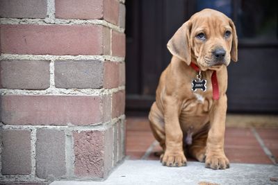 Portrait of dog sitting outdoors