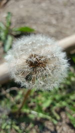 Close-up of dandelion flower