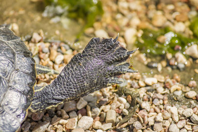 Closeup of red eared slider turtle paw trachemys scripta elegans