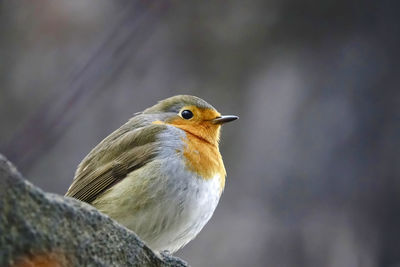Close-up of robin on a tree