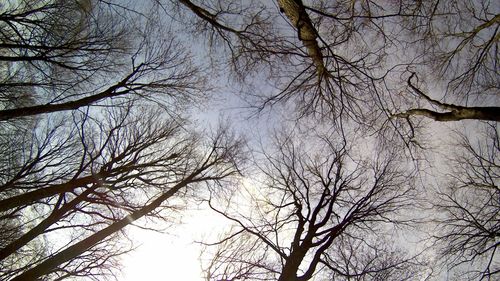 Low angle view of bare trees against sky