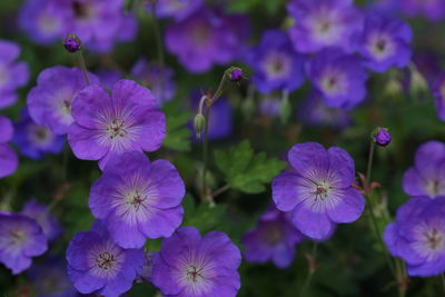 Close-up of purple flowers blooming outdoors