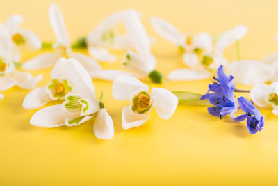 Close-up of purple flowers on table