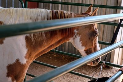 Horse standing in ranch