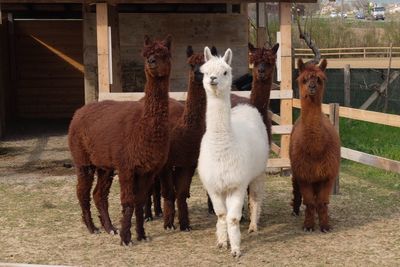 Alpacas on farm