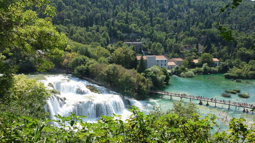 Scenic view of river amidst trees in forest