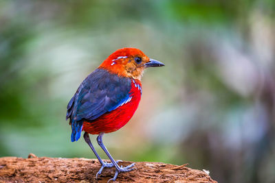 Close-up of bird perching