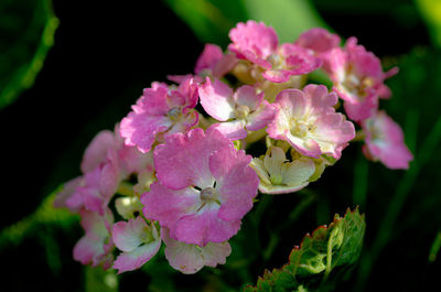 Close-up of pink flowering plant