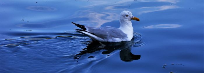 Duck swimming in water